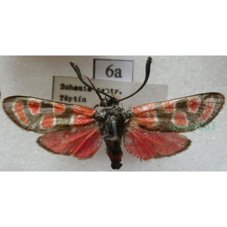Zygaena carniolica (Scopoli, 1763) Kraśnik rzęsinowiec Czech6a